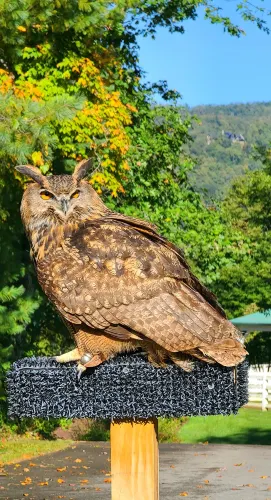 The Greenbrier Falconry