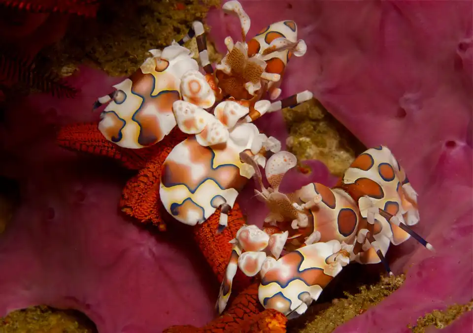 2_Amoray Diving