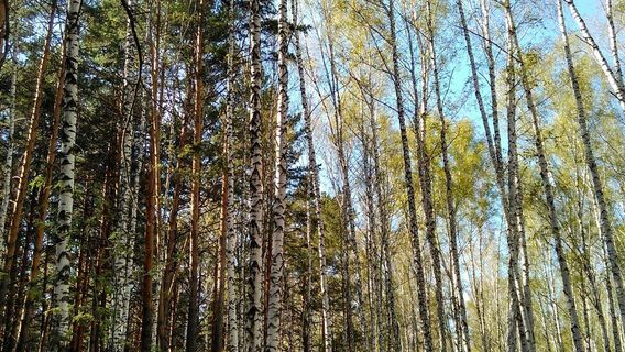 Половинное