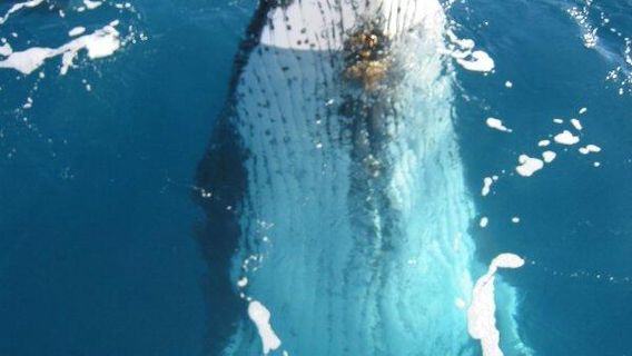 Tangalooma Whale Watch Cruises