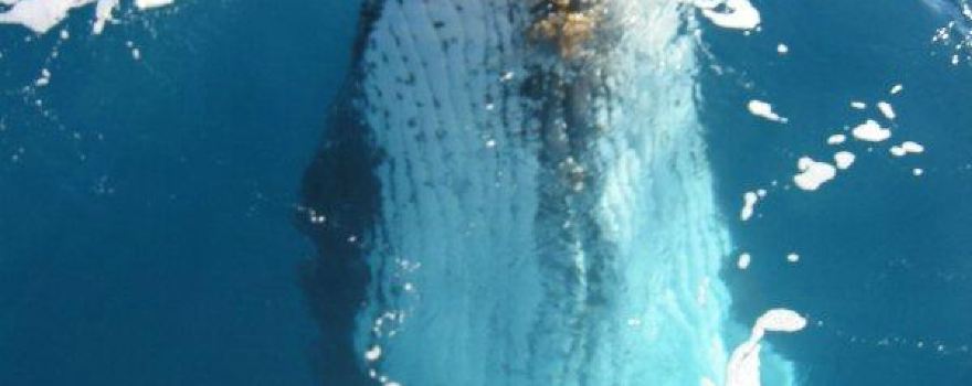 Tangalooma Whale Watch Cruises