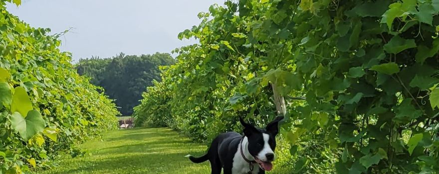 Northern Sun Winery and Vineyards