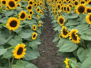 Kickapoo Orchard WEST