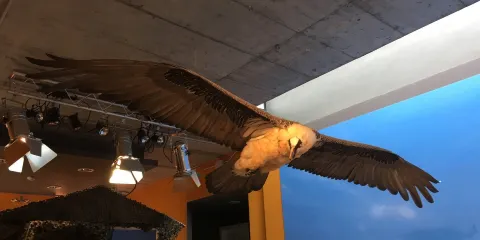 Centro de Interpretacion 'Las Montanas del Quebrantahuesos'