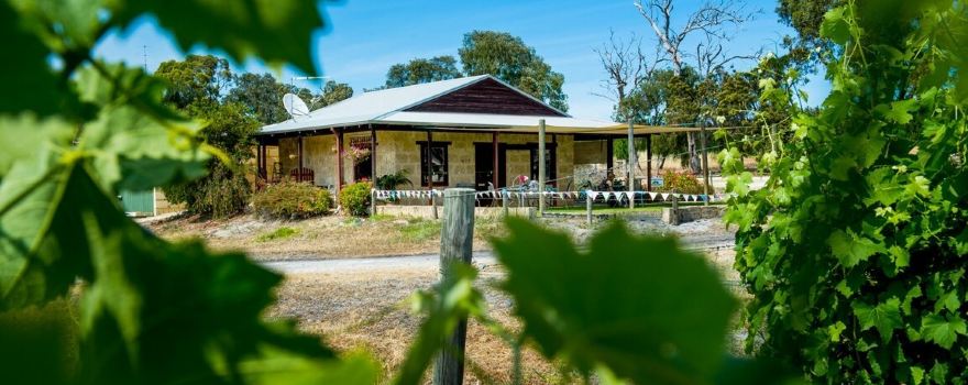 Vineyard 28