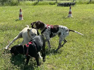 CaniParc 16 - Dog Park