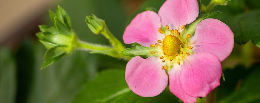 Gartenbedarf und Tiernahrung Heinz Stein