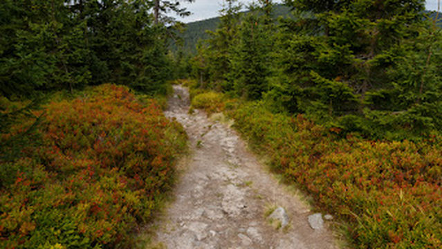 Puchacz 1175 m Tysięczniki Ziemi Kłodzkiej