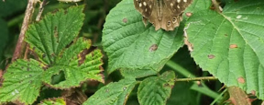 Stowford Moor Nature Reserve
