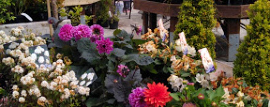 Moygannon Garden Centre Ltd