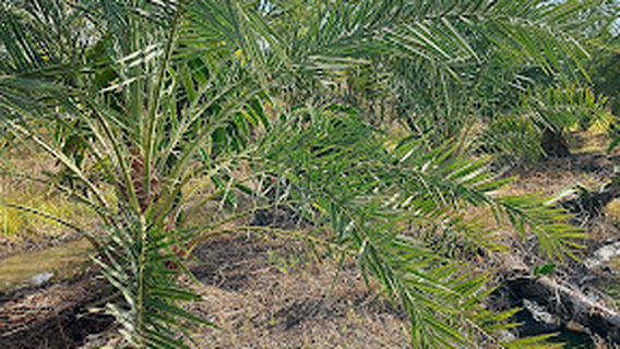 Kebun Kurma Salmanfariz