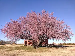 Cedar Ridge Campground