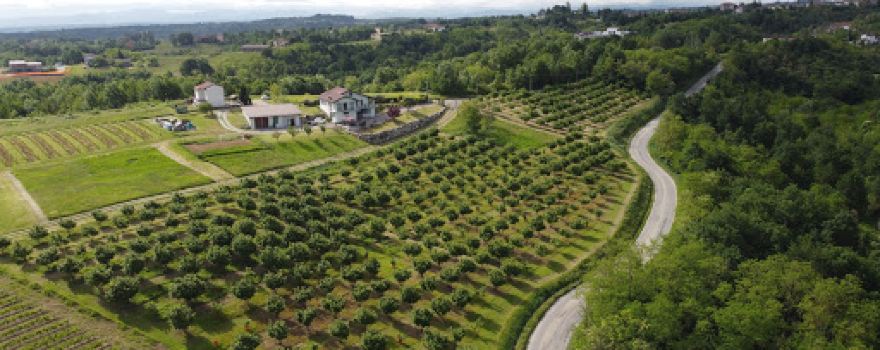 Azienda Agricola Sedicifoglie
