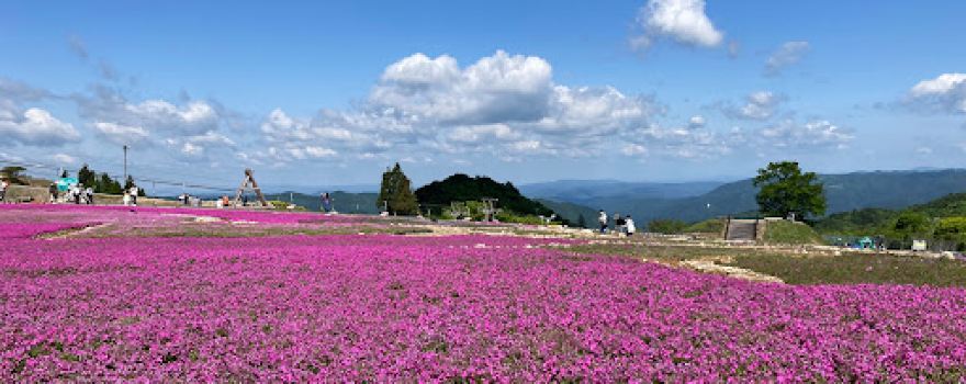 茶臼山高原 芝桜祭り