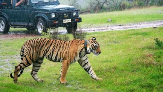 Ranthambore Jungle Safari Booking