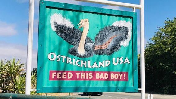 Ostrichland USA