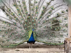 Zoo Blagoevgrad