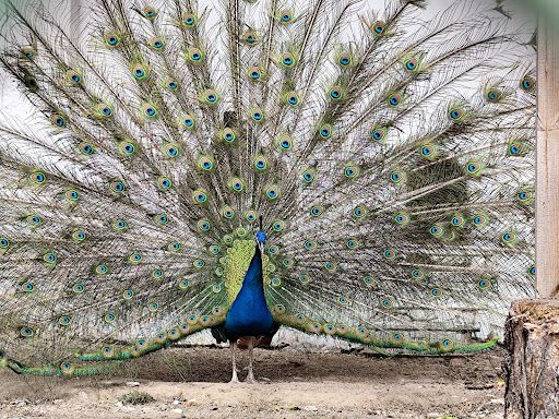 Zoo Blagoevgrad