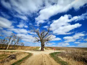 Tree in the Road