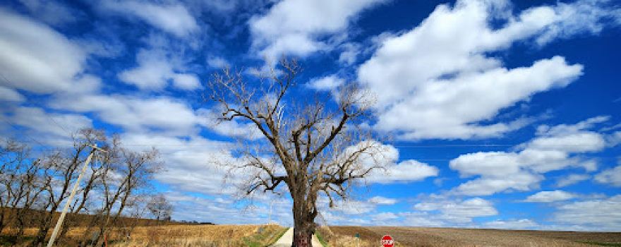 Tree in the Road