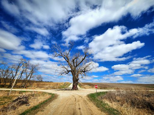 Tree in the Road