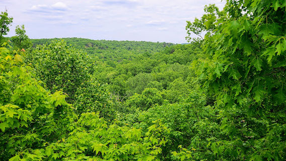 Bernheim Forest and Arboretum