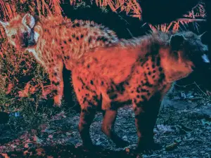 Hyena Feeding Site