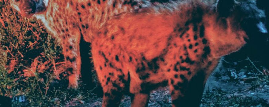 Hyena Feeding Site