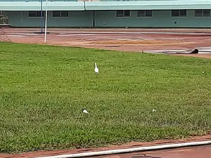Barthélemy Boganda Stadium