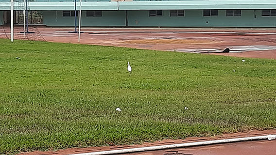 Barthélemy Boganda Stadium