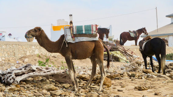 Camping Soleil Sidi Kaouki