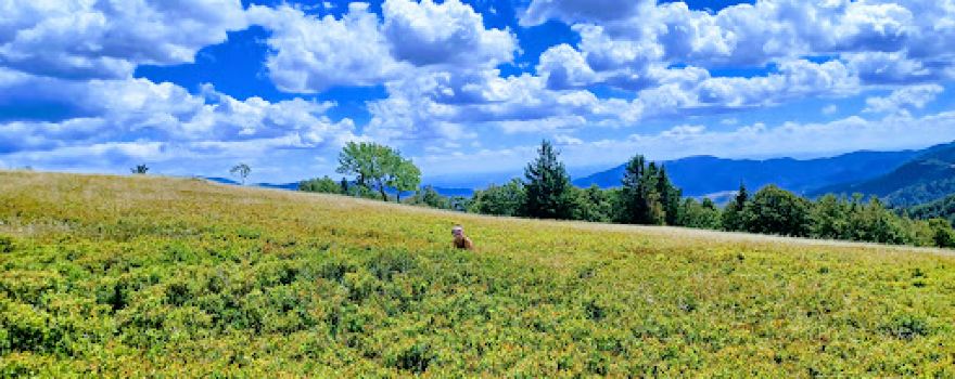 La Réserve Naturelle du Massif du Grand Ventron