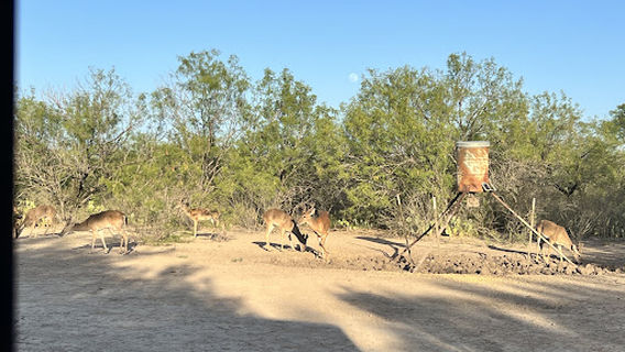 South Texas Bucks N Bows