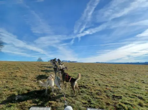 Chiens de Traîneau des Volcans
