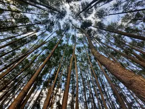 Hutan Pinus SMK-SPP Negeri Kerinci