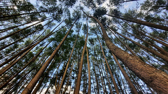 Hutan Pinus SMK-SPP Negeri Kerinci