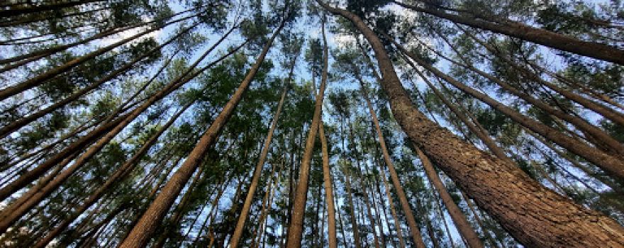 Hutan Pinus SMK-SPP Negeri Kerinci