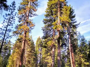 Almanor Campgrounds
