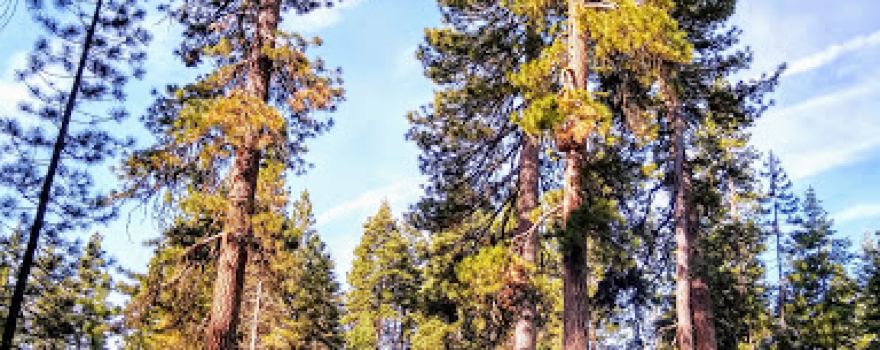 Almanor Campgrounds