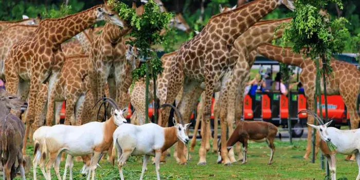 Chimelong Safari Park image 2