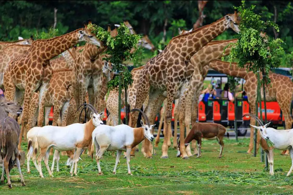5_Chimelong Safari Park