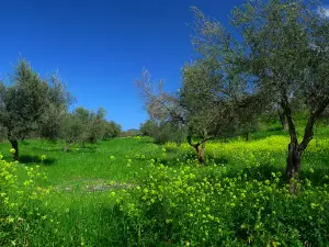Yarmouk Nature Reserve