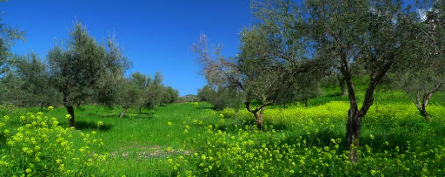 Yarmouk Nature Reserve