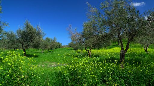 Yarmouk Nature Reserve