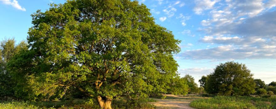 Hartlebury Common