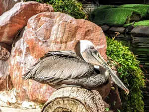 Flamingo Wildlife Habitat