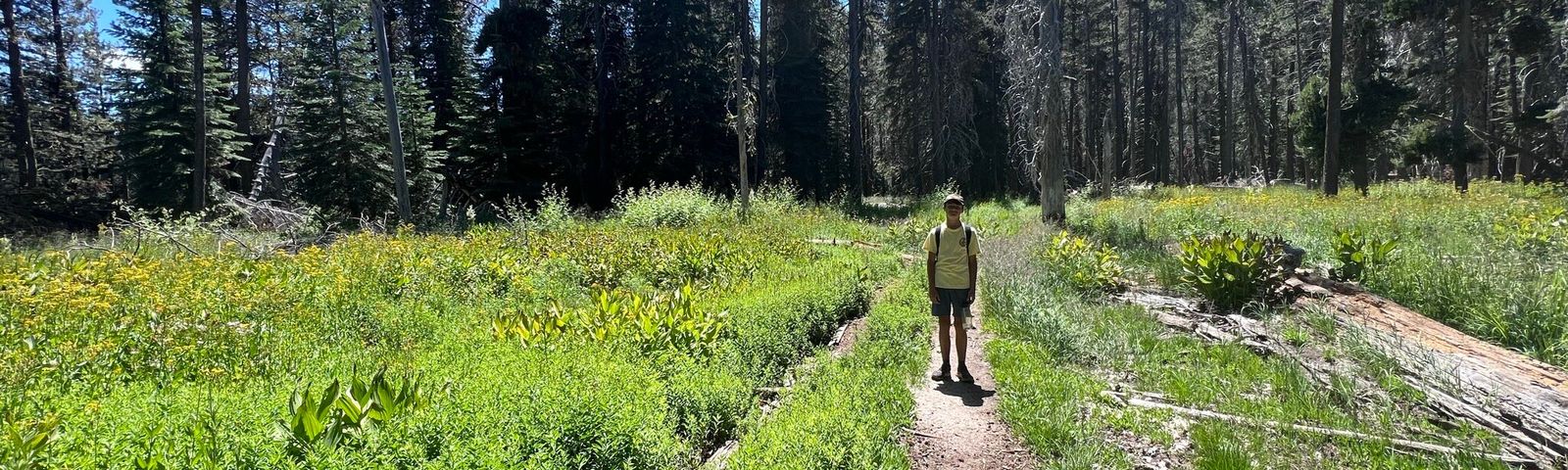 Yosemite VillageTours