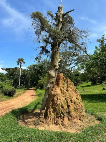 Entebbe Botanical Garden
