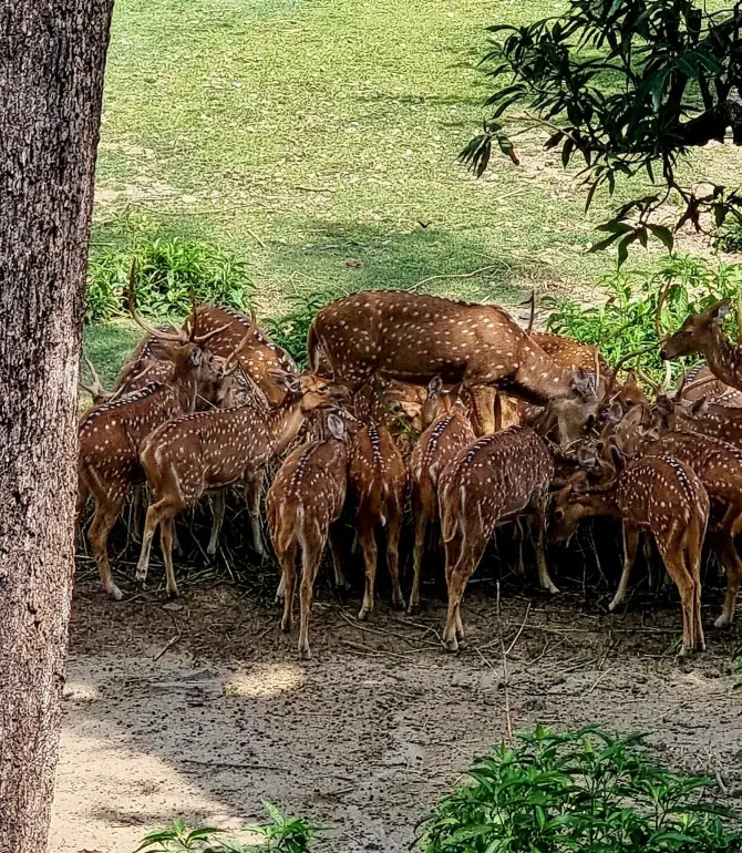 Samba