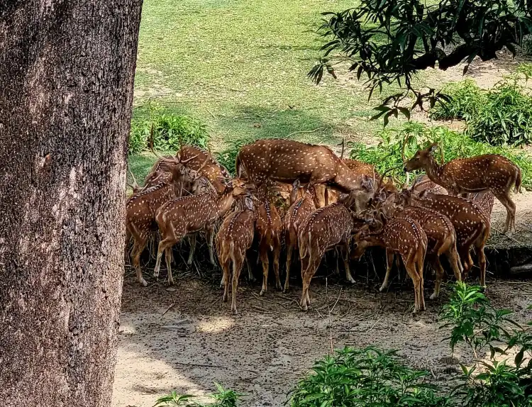 Sāmba